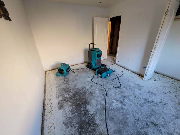 Best Mold removal after water damage  in Wilmore, KY