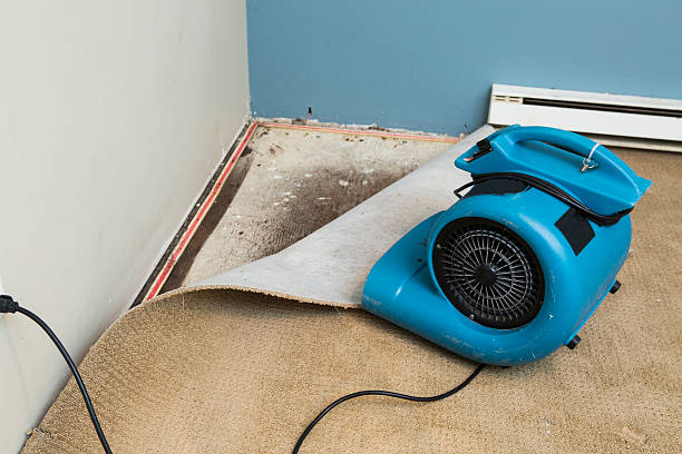 Best Water damage restoration near me  in Wilmore, KY